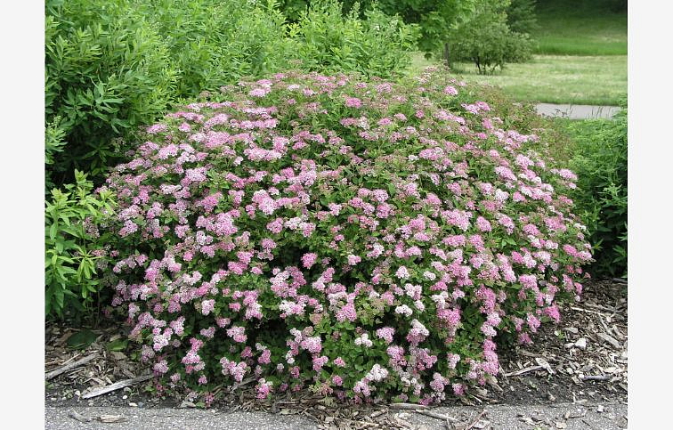 Tavoľník japonský Little Princess 10-20cm - Spiraea japonica kont. 2 l