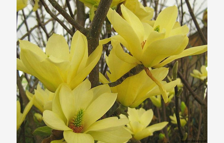 Magnólia Yellow Lantern 130-170 cm, kont. 10 l