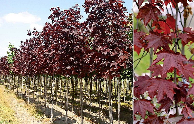 Javor mliečny Royal Red na kmienku 250-300cm, obvod kmeňa 6-8cm, kont. 25 l