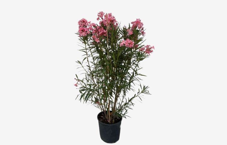 Oleander lososový Tito Poggi 110-130 cm, kont. 18 l