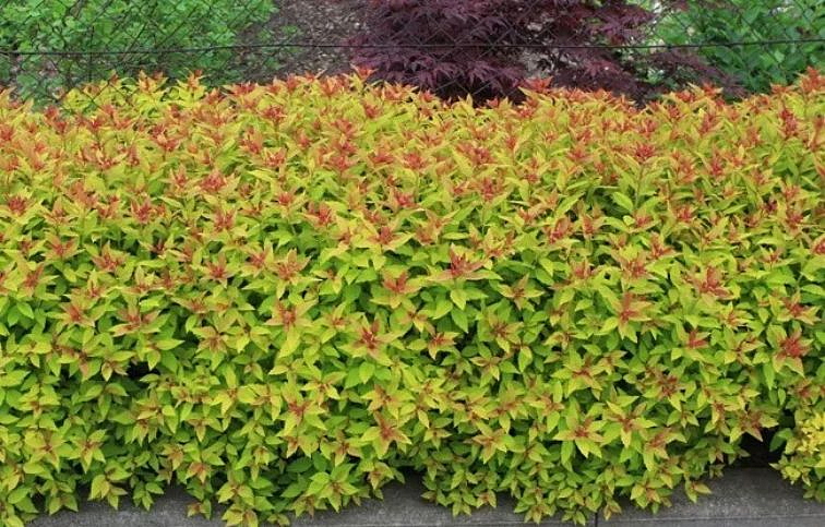Tavoľník japonský Goldflame 10-20cm - Spiraea japonica kont. 2 l