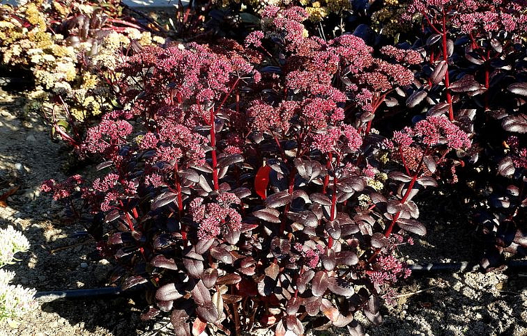 Rozchodník veľký Touchdown Teak - Sedum telephium, kont. 0,5 l