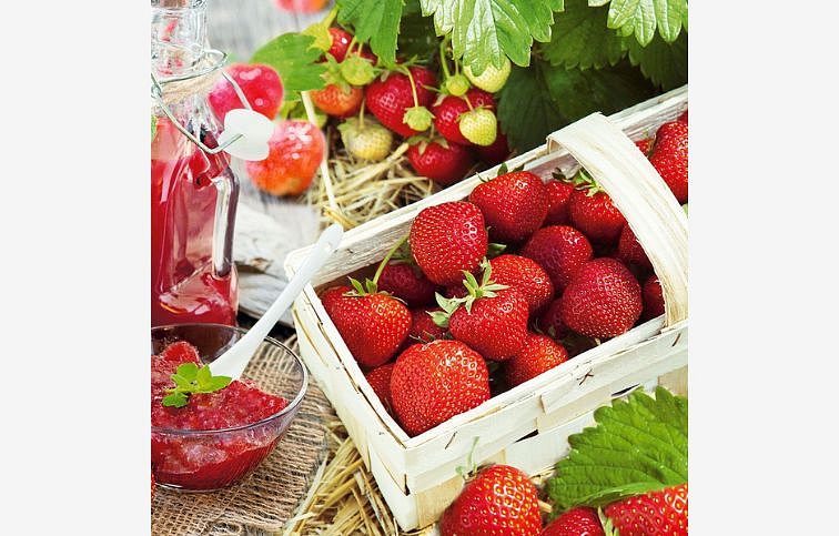 Jahoda Senga Sengana, multiplato 10 ks