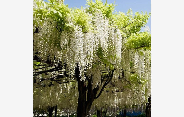 Vistéria kvetnatá Longissima Alba 150-200cm, kont. 3 l