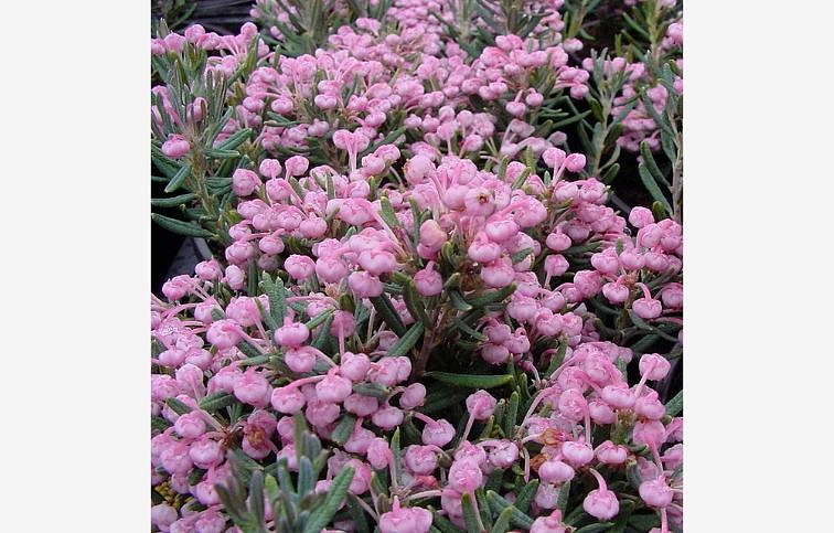 Andromédka sivolistá Blue Ice 10-20cm - Andromeda polifolia kont. 1,5 l