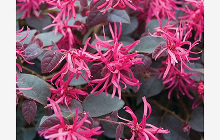 Loropetalum čínske Fede 170-200 cm, kont. 45 l