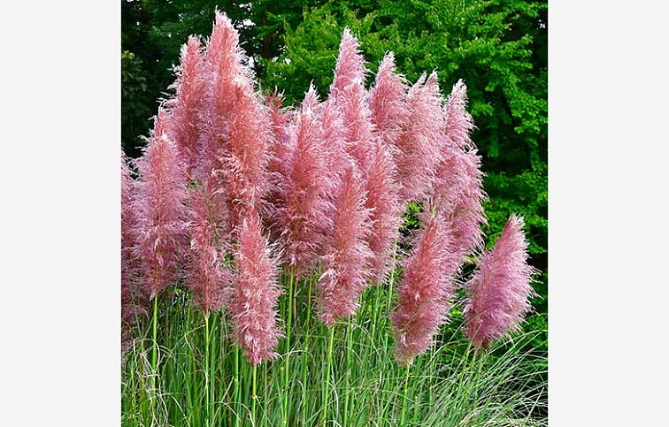 Kortadéria Mini Pampas rosea - Cortaderia, kont. p9