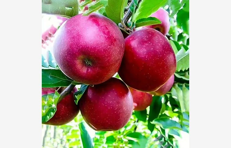 Jabloň Jonathan podpník M26, voľnok.