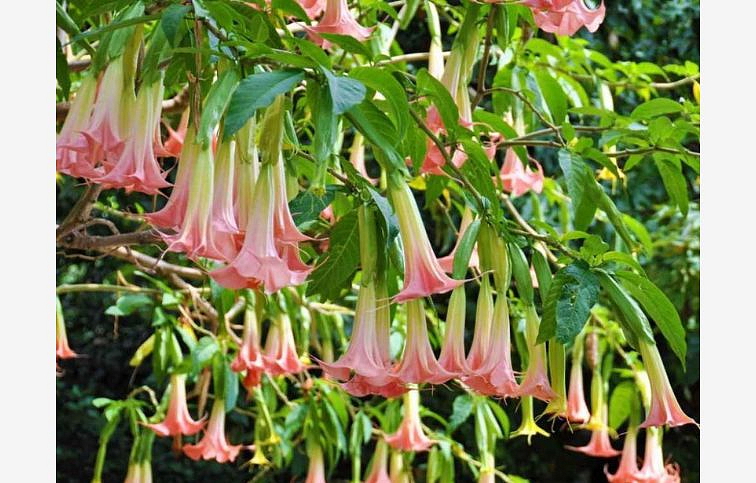 Durman voňavý - Anjelská trúba ružovobiela 20-40 cm, kont. p9