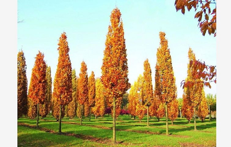 Ľaliovník tulipánokvetý Fastigiata 100-150 cm, kont. 25 l