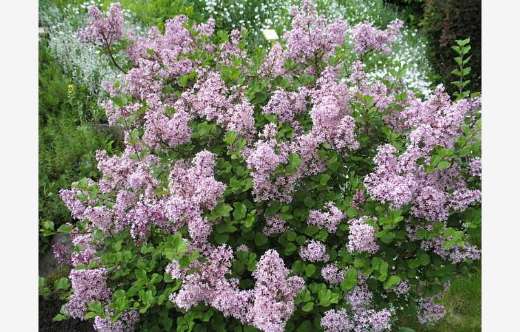 Orgován meyerov Palibin 10-20cm - Syringa meyeri kont. 2 l