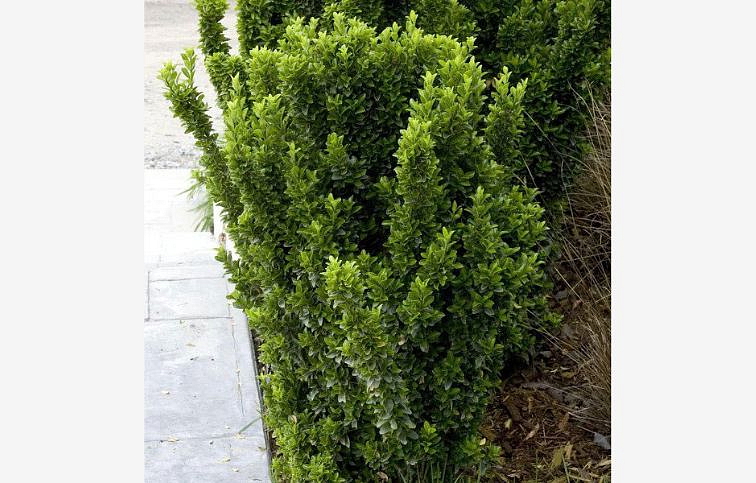 Bršlen japonský Green Spire 15-20cm, kont. 2 l