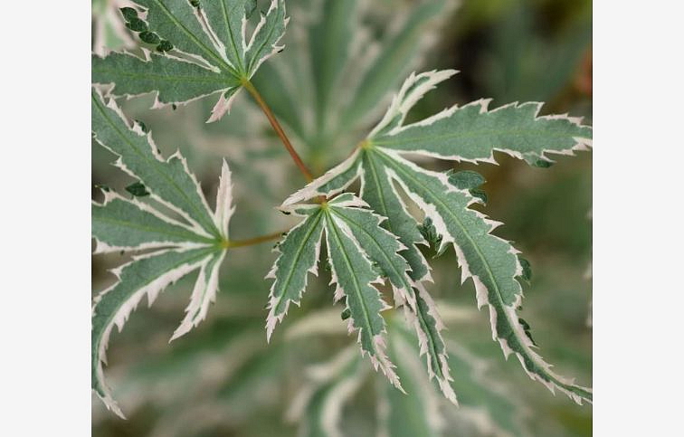 Javor dlaňovitolistý Butterfly 30-40cm, kont. p15