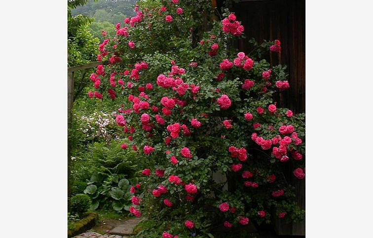 Ruža popínavá Rosso 140-200 cm, kont. 5 l