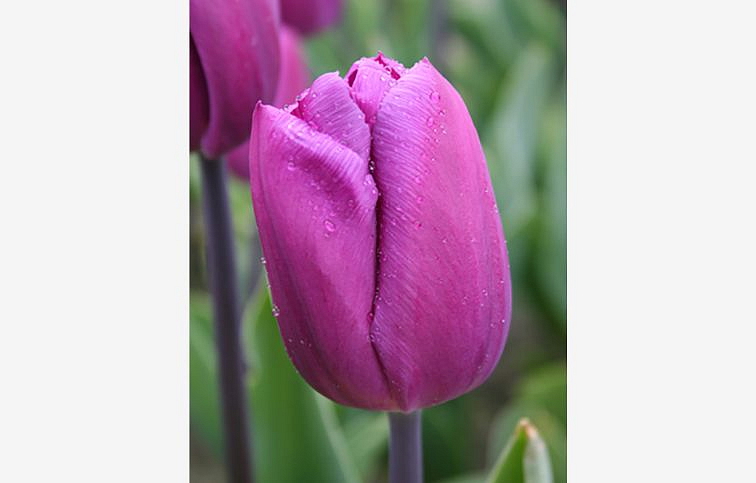 Tulipán Blue Beauty 3 ks v kont. 0,5 l