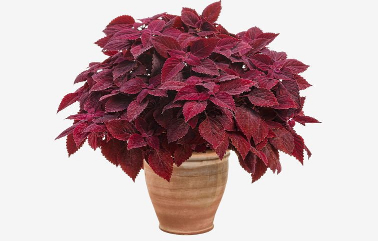 Koleus Rediculous - Coleus, kont. 0,5 l