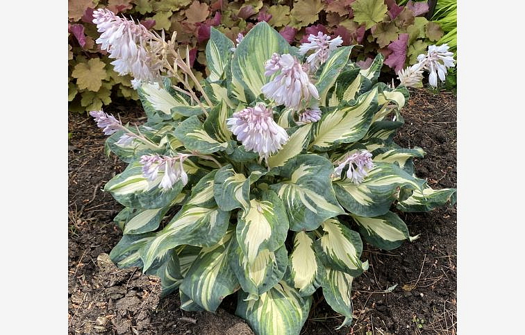 Hosta Hans - Funkia, kont. 1 l