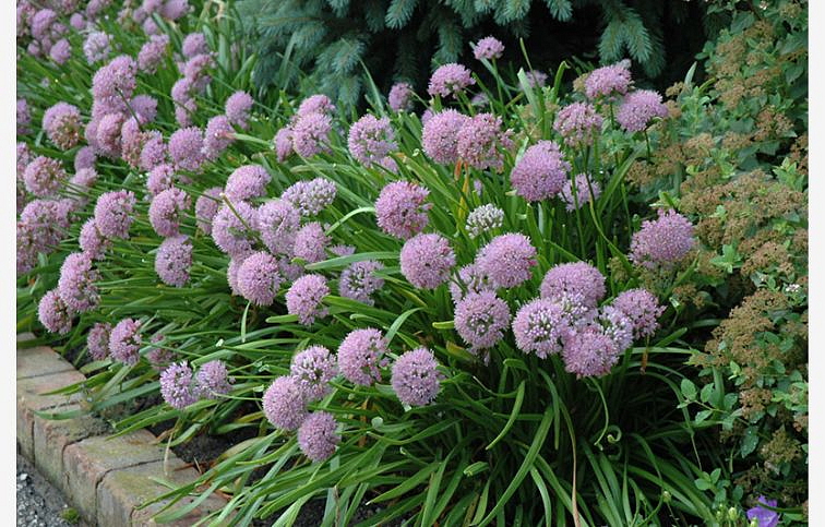 Okrasný cesnak Summer Beauty, kont. p11