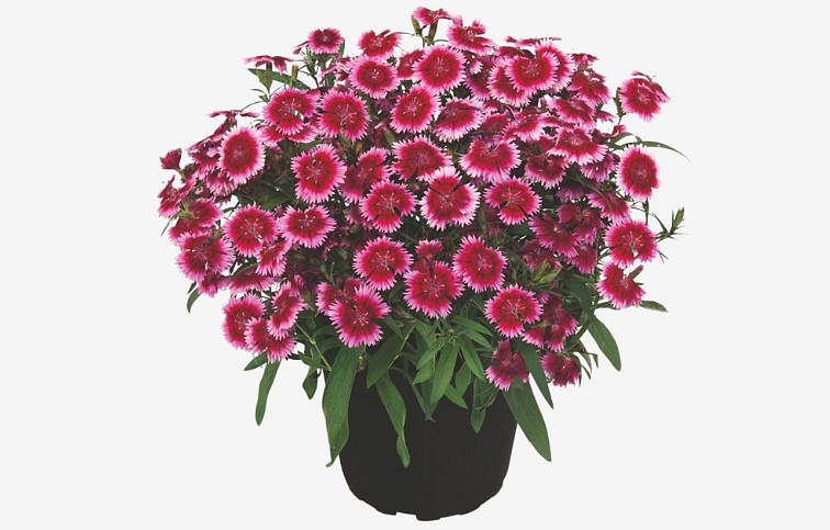 Klinček Summer Diamonds Little Dark Pink - Dianthus, kont. 0,5 l