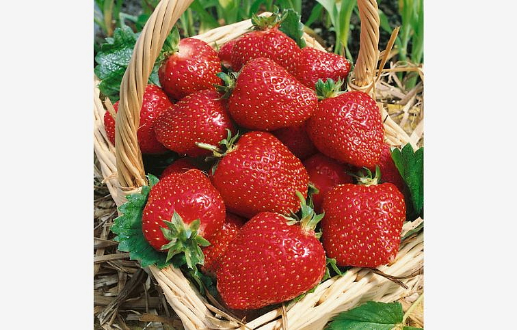 Jahody Sonáta, multiplato 10 ks