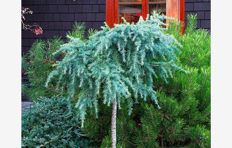 Céder himalájsky FEELING BLUE na kmienku 200-220 cm, obvod kmeňa 14-16 cm, kont. 45 l