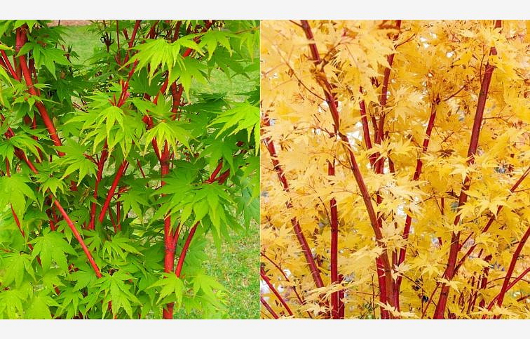 Javor dlaňovitolistý SANGOKAKU 100-150 cm, kont. 7,5 l