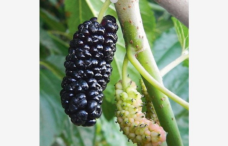 Moruša veľkoplodá Illinois Everbearing 70-120 cm, kont. 2 l