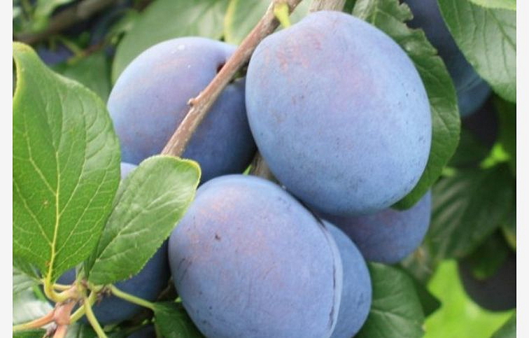 Slivka Tophit podpník myrobalán, voľnok.