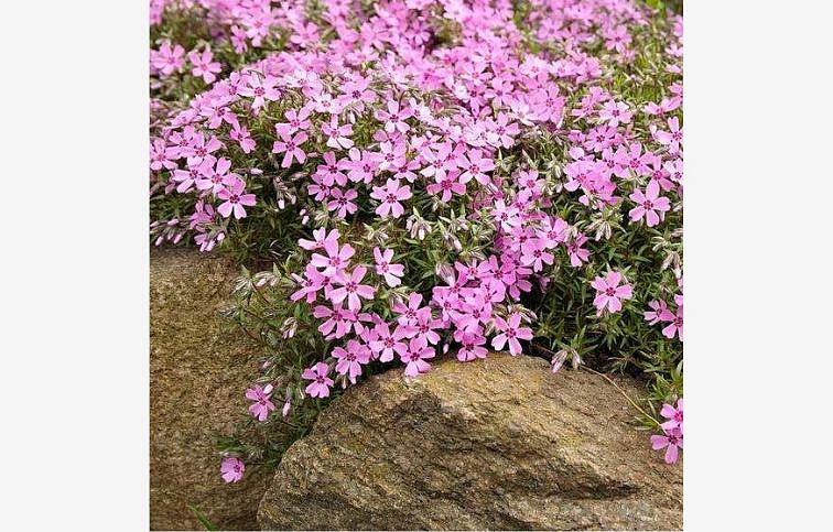 Flox šidlolistý Emerald Pink - Phlox subulata, kont. 0,5 l