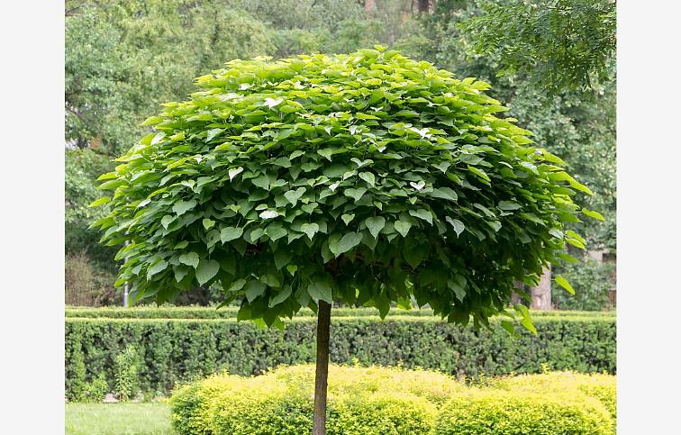 Katalpa bignóniovitá Nana na 60-70 cm kmienku, výška 100-120 cm, kont. p26