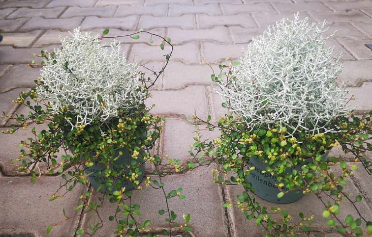 Strieborný drôtik - Muehlenbeckia mix, kont. p9