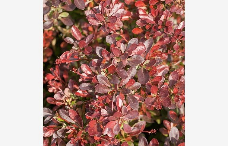 Dráč Thunbergov Atropurpurea Nana 15-30 cm, kont. 2 l