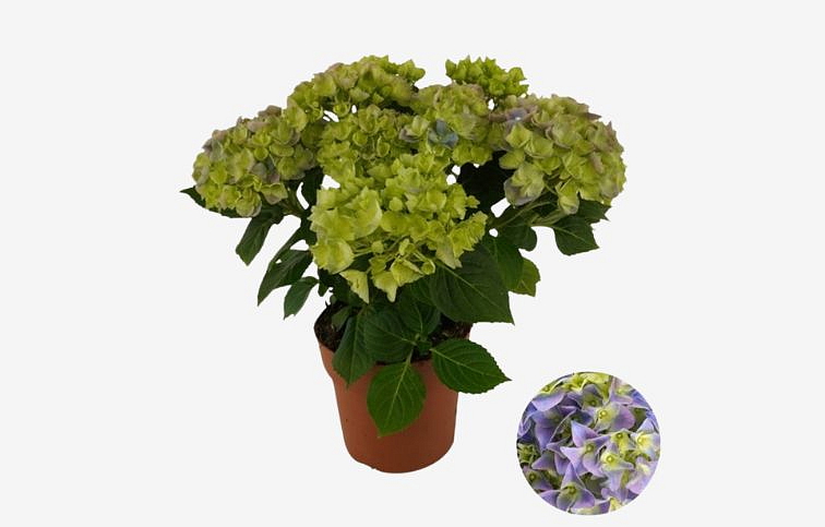 Hortenzia kalinolistá Mophead Blue cca 30 cm, kont. p14
