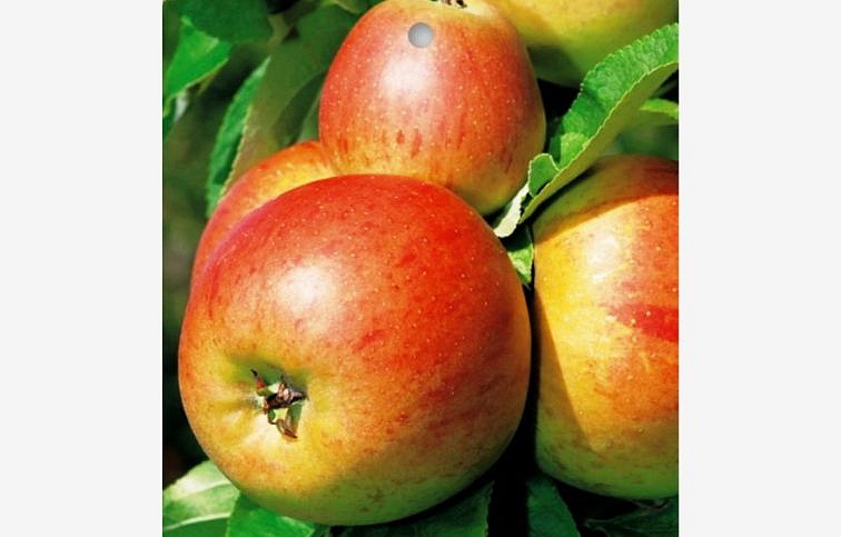 Jabloň Zlatá Reneta, podp. M7, voľnok.