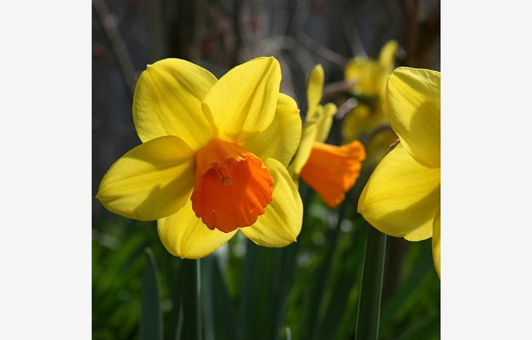 Narcis Jetfire 3 ks v kont. 0,7 l