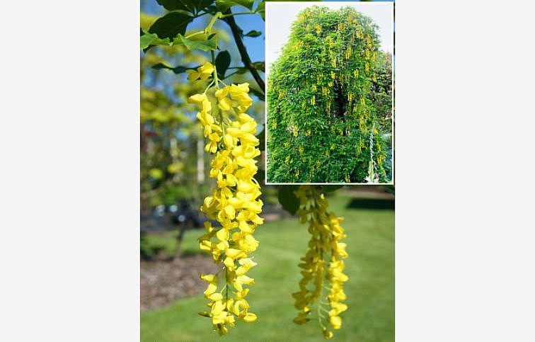 Štedrec na kmienku Pendulum 140-170cm, kont. 5 l