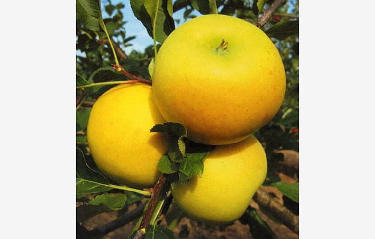 Jabloň Bohemia Gold podpník M26, voľnok.