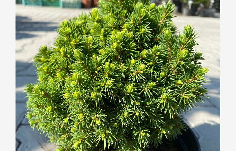 Smrek biely Alberta Globe 15-20 cm, kont. p15