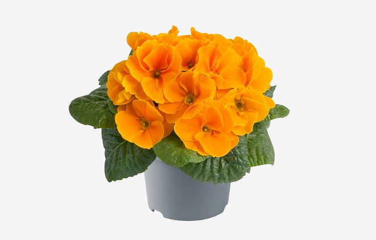 Prvosienka bezbyľová Cairo Orange, kont. p10,5