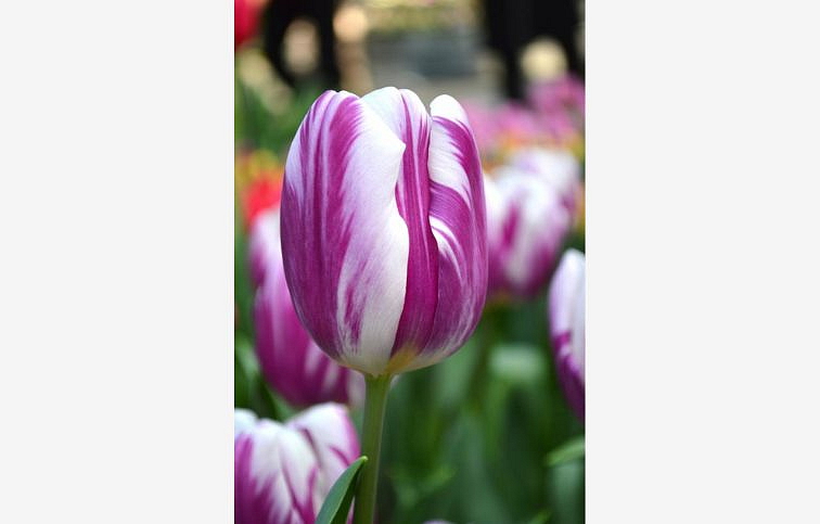 Tulipán Flaming Flag 7 ks v balení