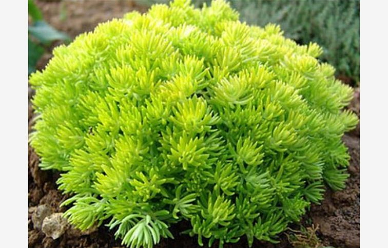 Rozchodník hybridný Lemon Ball - Sedum hybridum, kont. 0,5 l