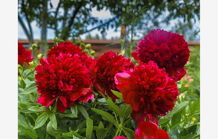 Pivonka bylinná Red Magic - Paeonia lactiflora kont. 1,5 l