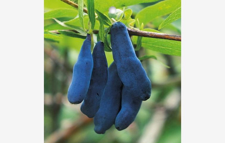 Zemolez kamčatský Honey Bee 30-60 cm, kont. 1 l