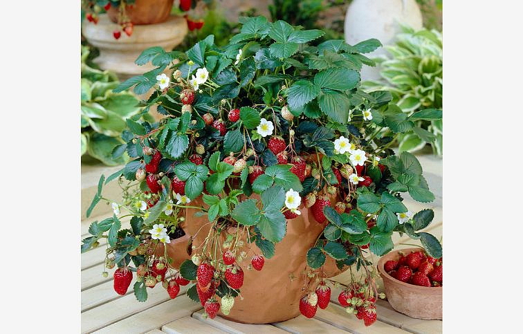 Jahody stálerodiace Selva - Frigo sadba A, zväzok 10 ks