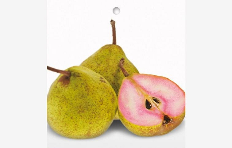 Hruška letná Sanguinole, podp. kaukazská hruška, voľnok.