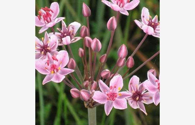 Okrasa okolikatá - Butomus umbellatus, kont. p9