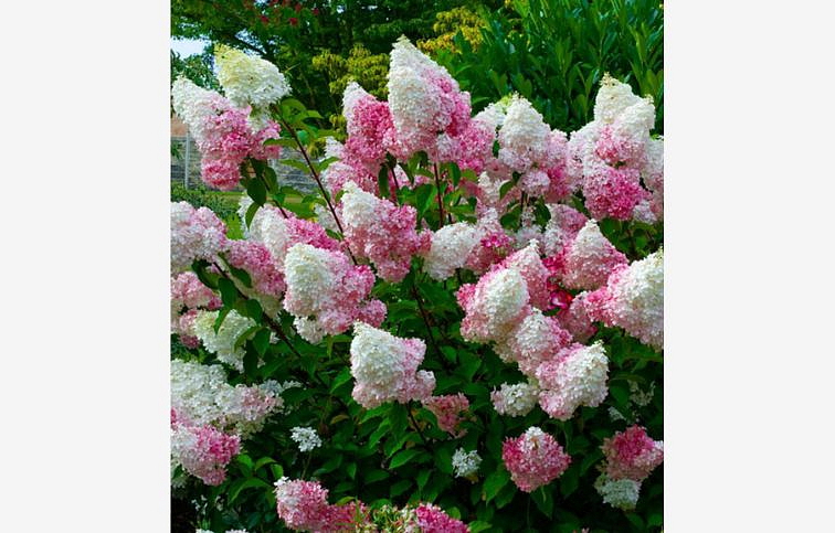 Hortenzia metlinatá Vanille Fraise 30-40 cm, kont. C3