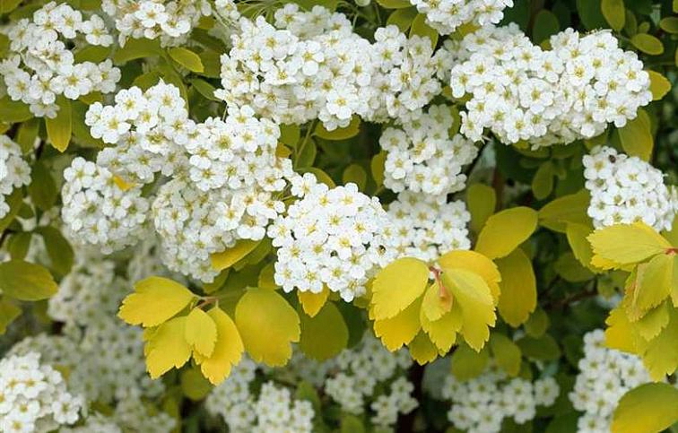 Tavoľník brezolistý Tor Gold 20-30cm - Spiraea betulifolia kont. 2 l