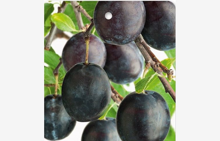 Marhuľa čierna Pirate, podpník myrobalán, voľnok.