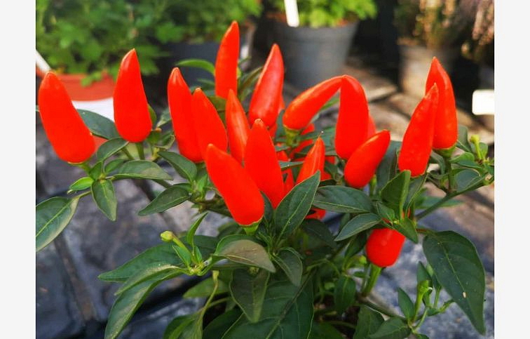 Okrasná paprika Sombrero Orange 15 cm, kont. p10,5